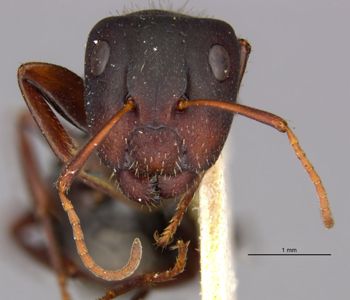 Media type: image;   Entomology 21599 Aspect: head frontal view